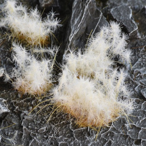 Gamers Grass Spikey Winter Wild