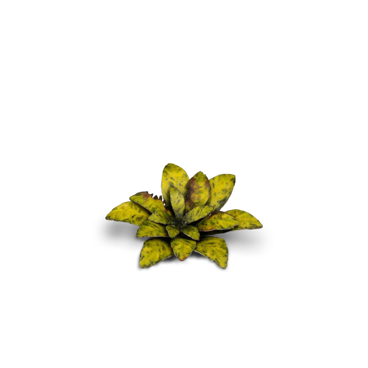 Gamers Grass Laser Plants - Dumb Cane